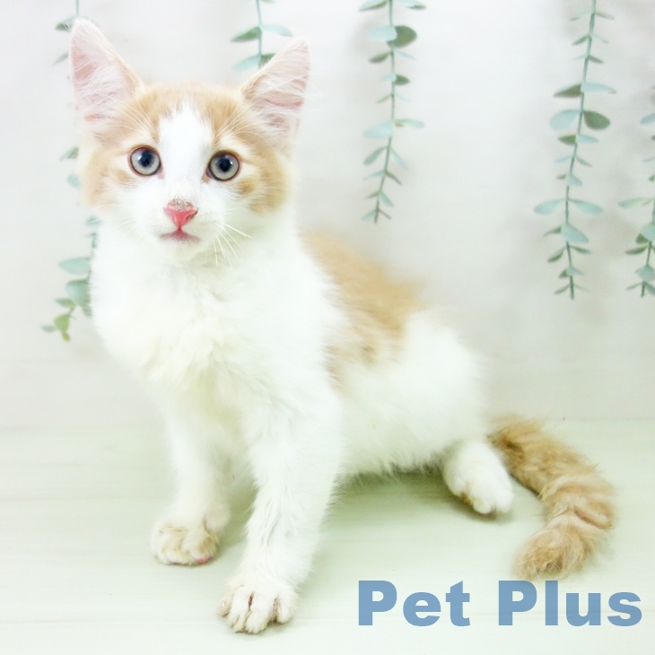 ノルウェージャンフォレストキャット