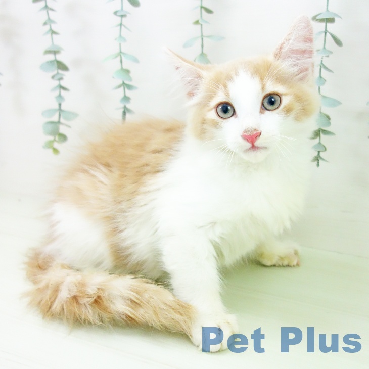 ノルウェージャンフォレストキャットの写真2