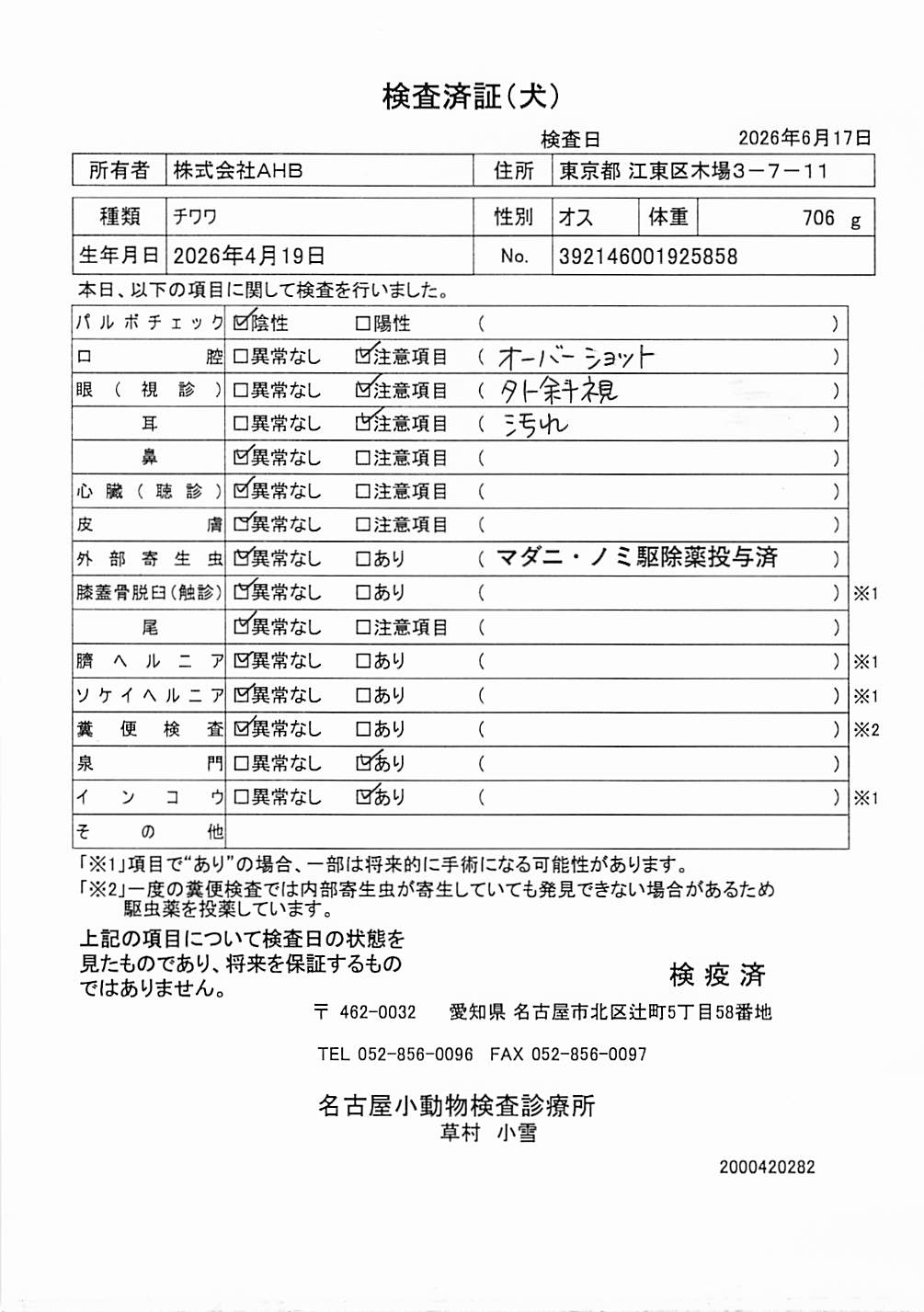 チワワ