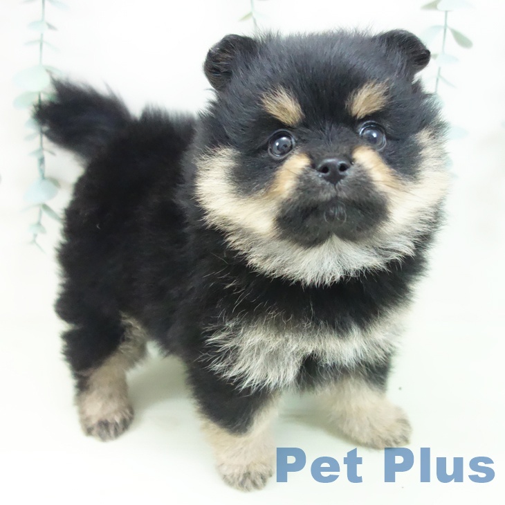 ポメラニアン