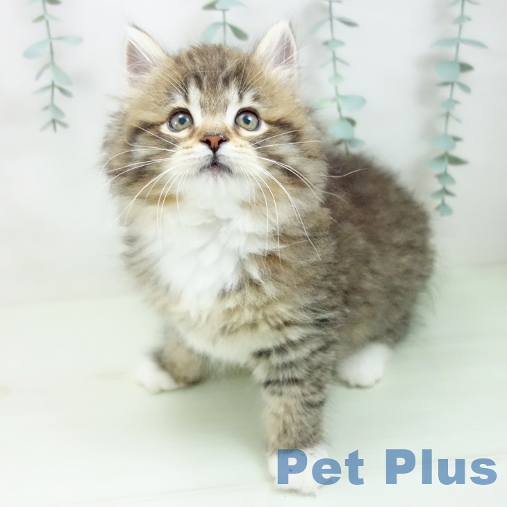 ノルウェージャンフォレストキャット
