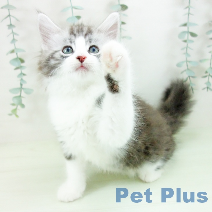 ノルウェージャンフォレストキャットの写真2