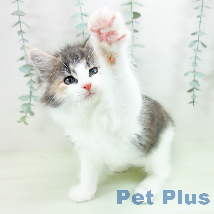 ノルウェージャンフォレストキャットの写真2