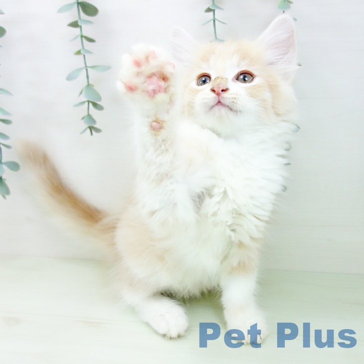 ノルウェージャンフォレストキャットの写真2