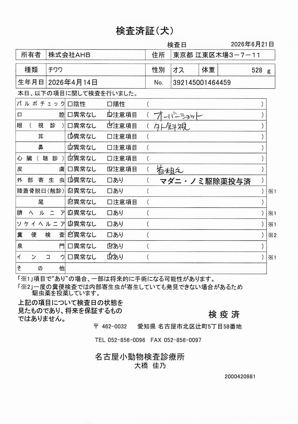 チワワ