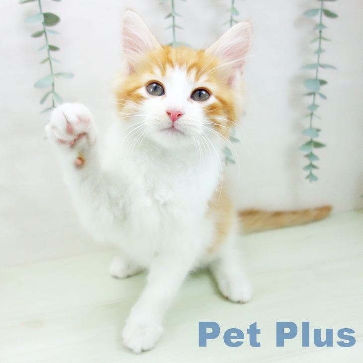 ノルウェージャンフォレストキャット