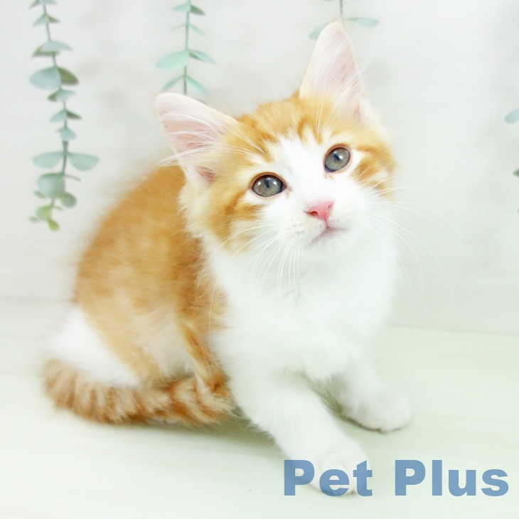 ノルウェージャンフォレストキャットの写真2