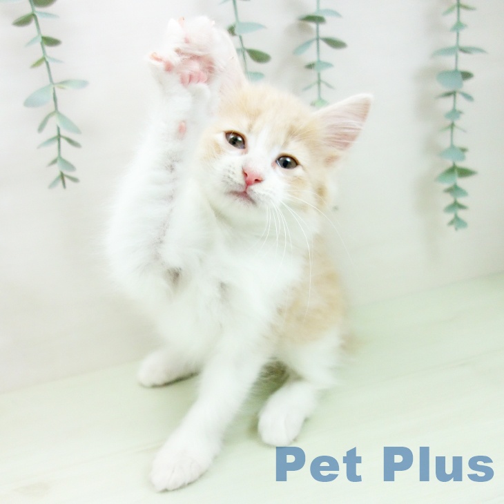 ノルウェージャンフォレストキャットの写真2