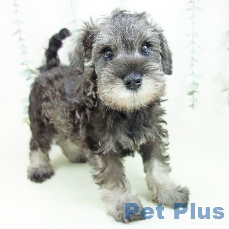 ミニチュア・シュナウザー