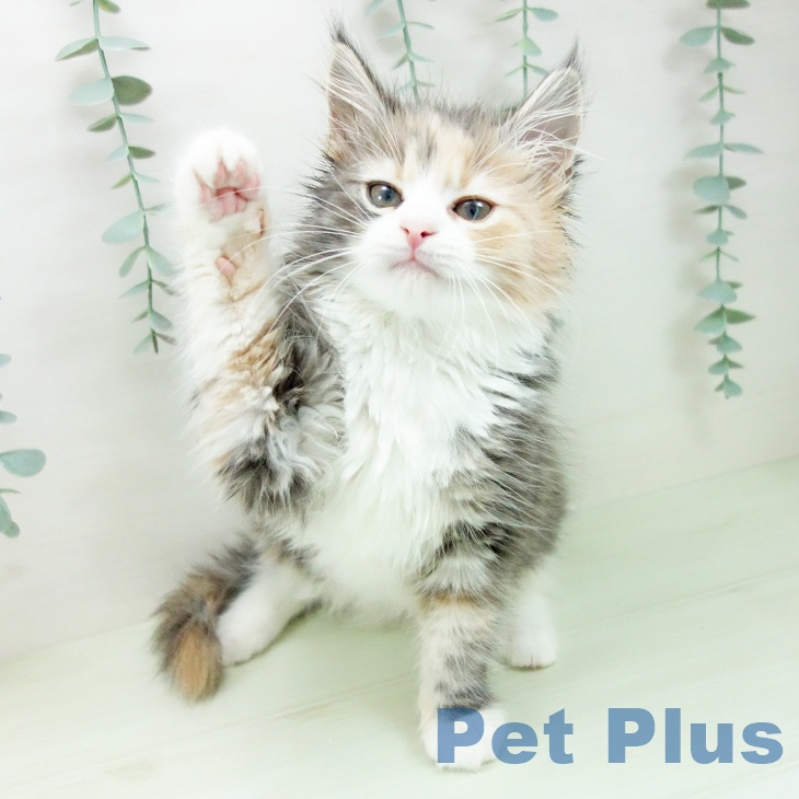 ノルウェージャンフォレストキャットの写真2