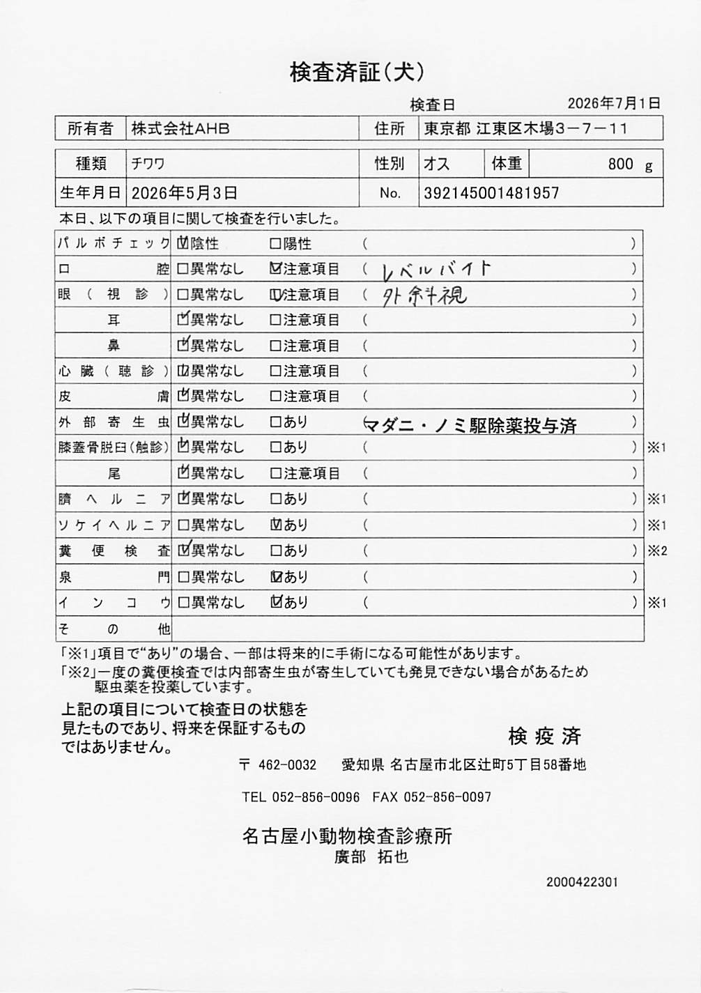 チワワ