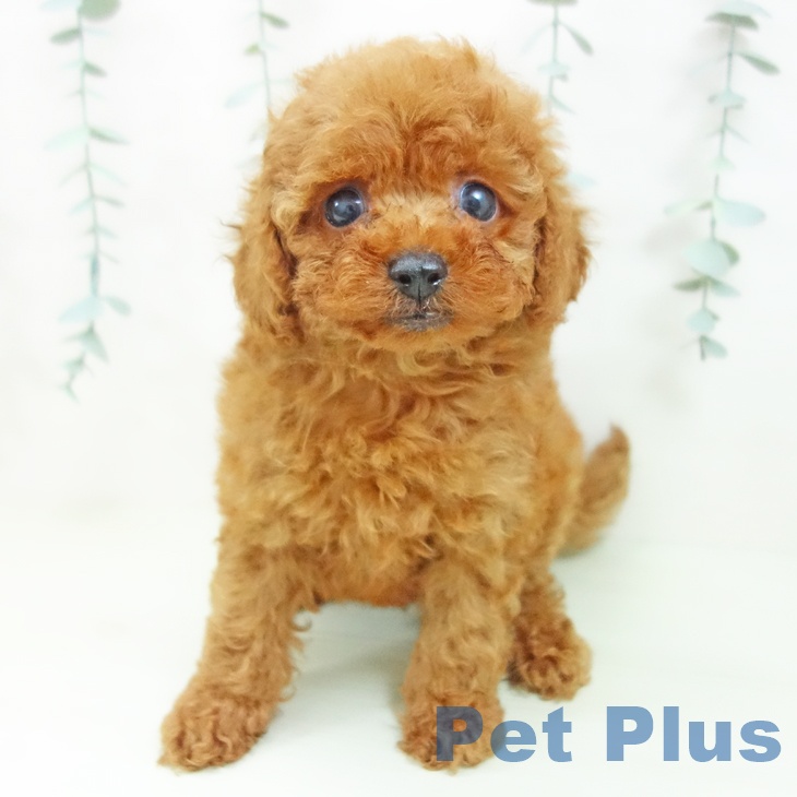 トイ・プードル