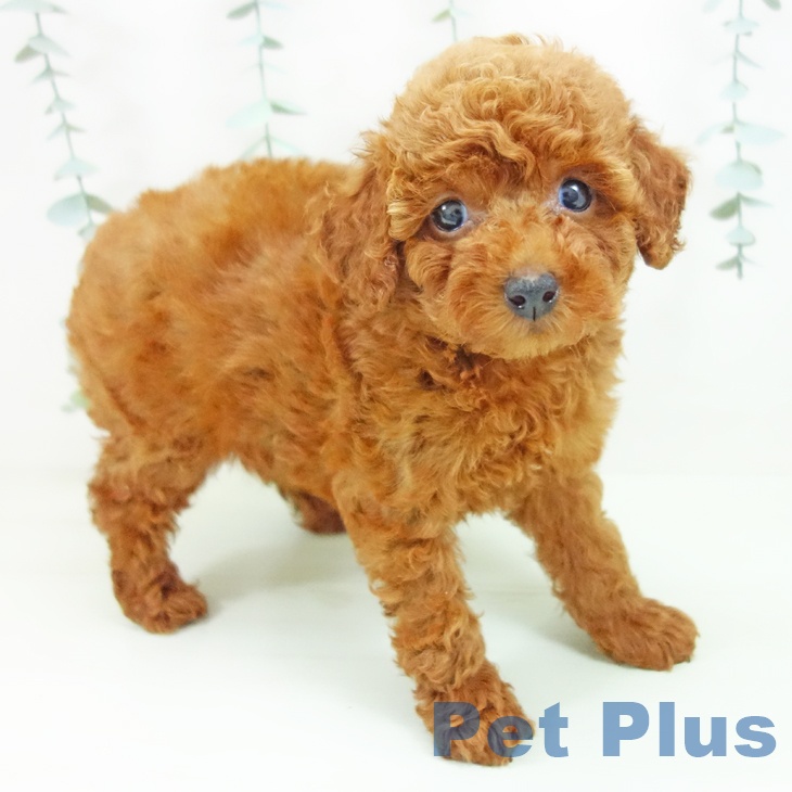 トイ・プードルの写真2