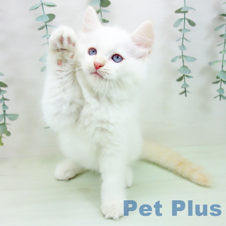 サイベリアン