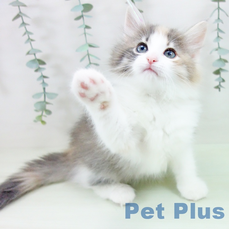 ノルウェージャンフォレストキャットの写真2