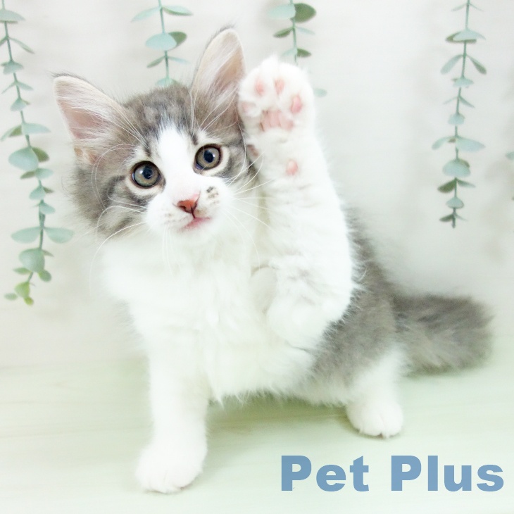 ノルウェージャンフォレストキャットの写真2