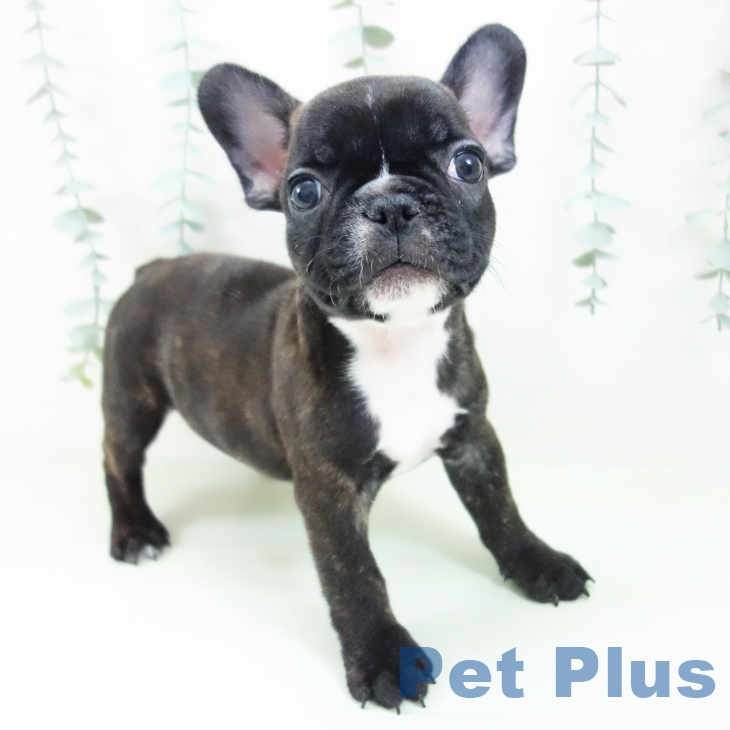 フレンチ・ブルドッグ