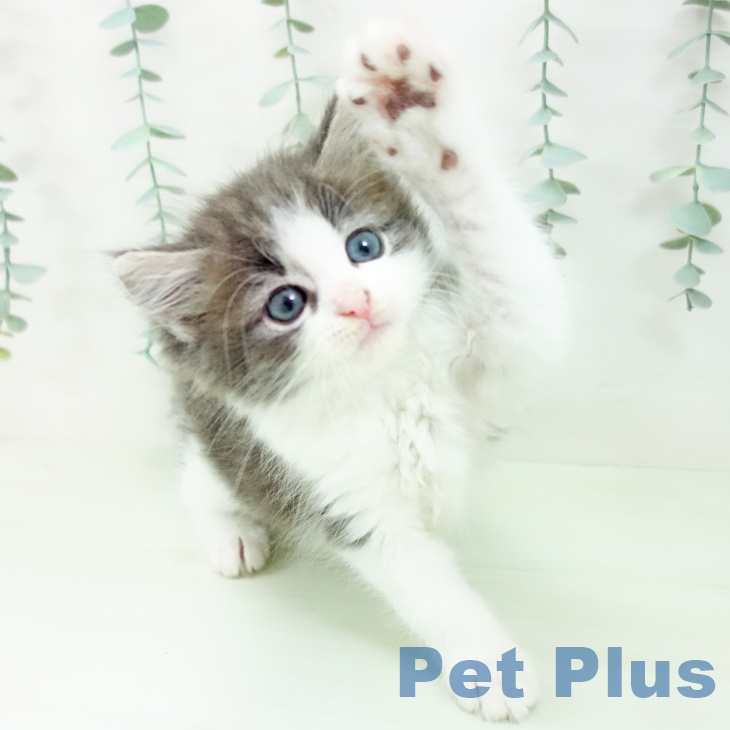 ノルウェージャンフォレストキャットの写真2