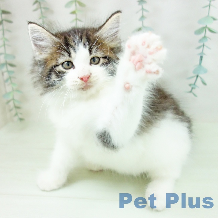 ノルウェージャンフォレストキャットの写真2