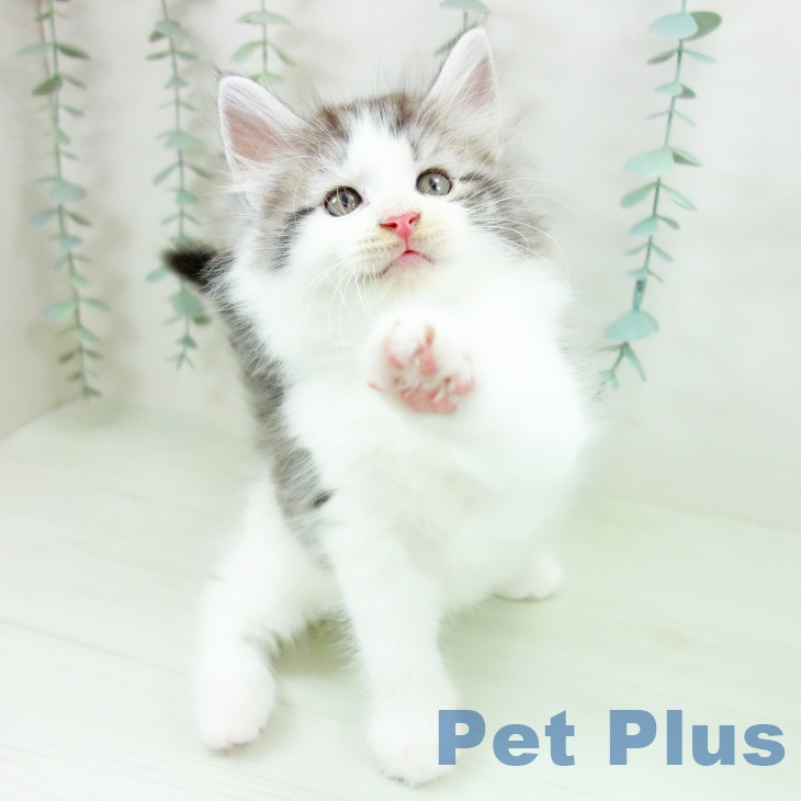 ノルウェージャンフォレストキャットの写真2