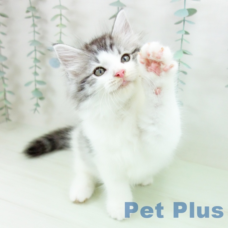ノルウェージャンフォレストキャット