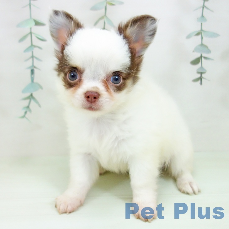 チワワの写真2