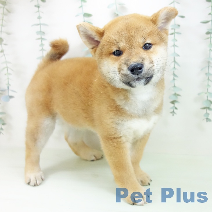 柴