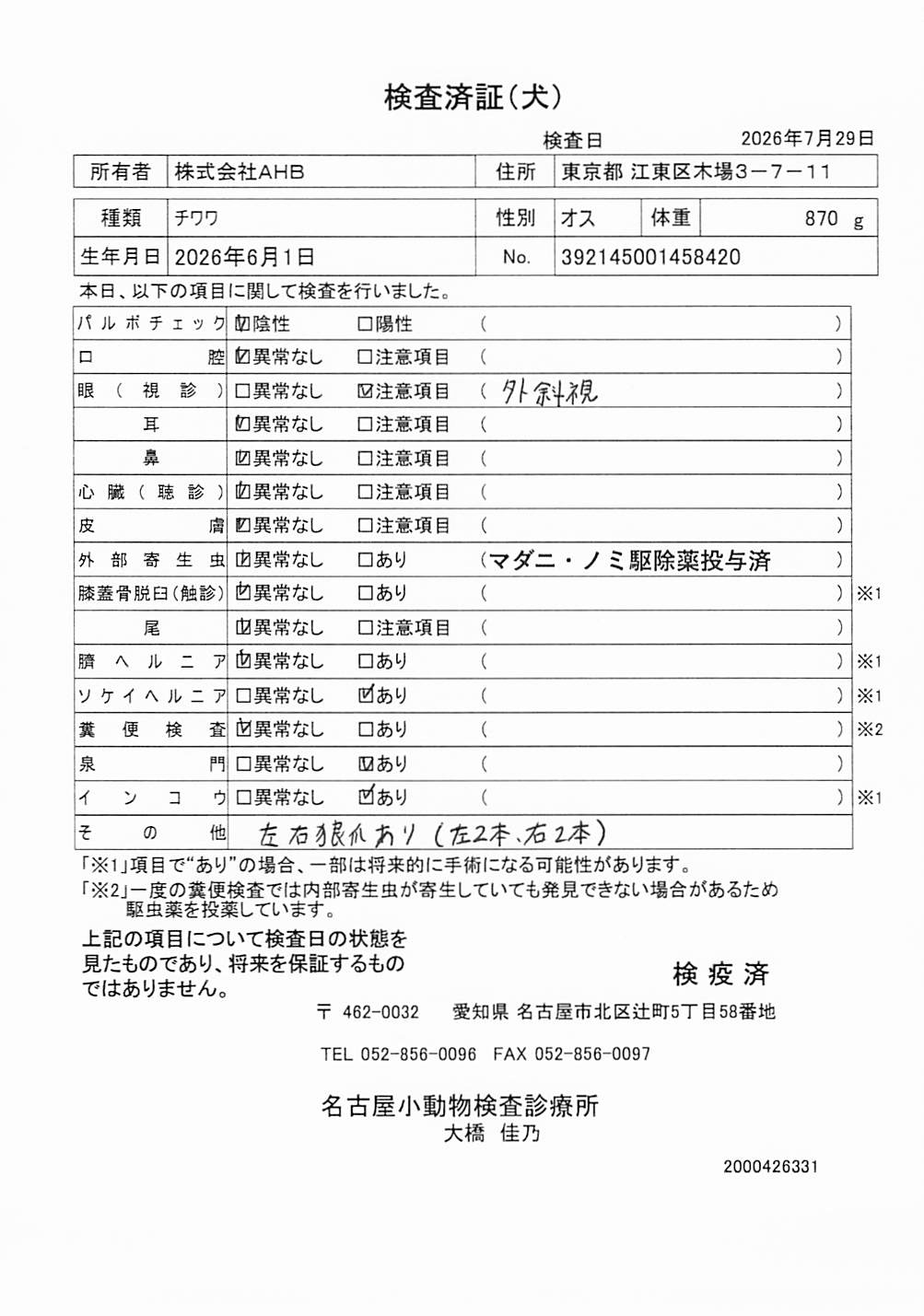 チワワ
