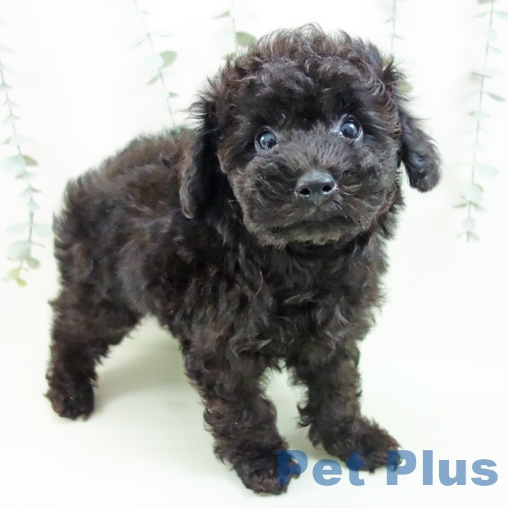 トイ・プードル