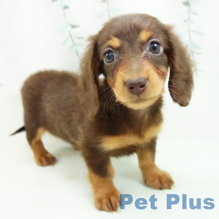 ミニチュア・ダックスフンド