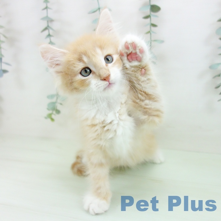 ノルウェージャンフォレストキャットの写真2