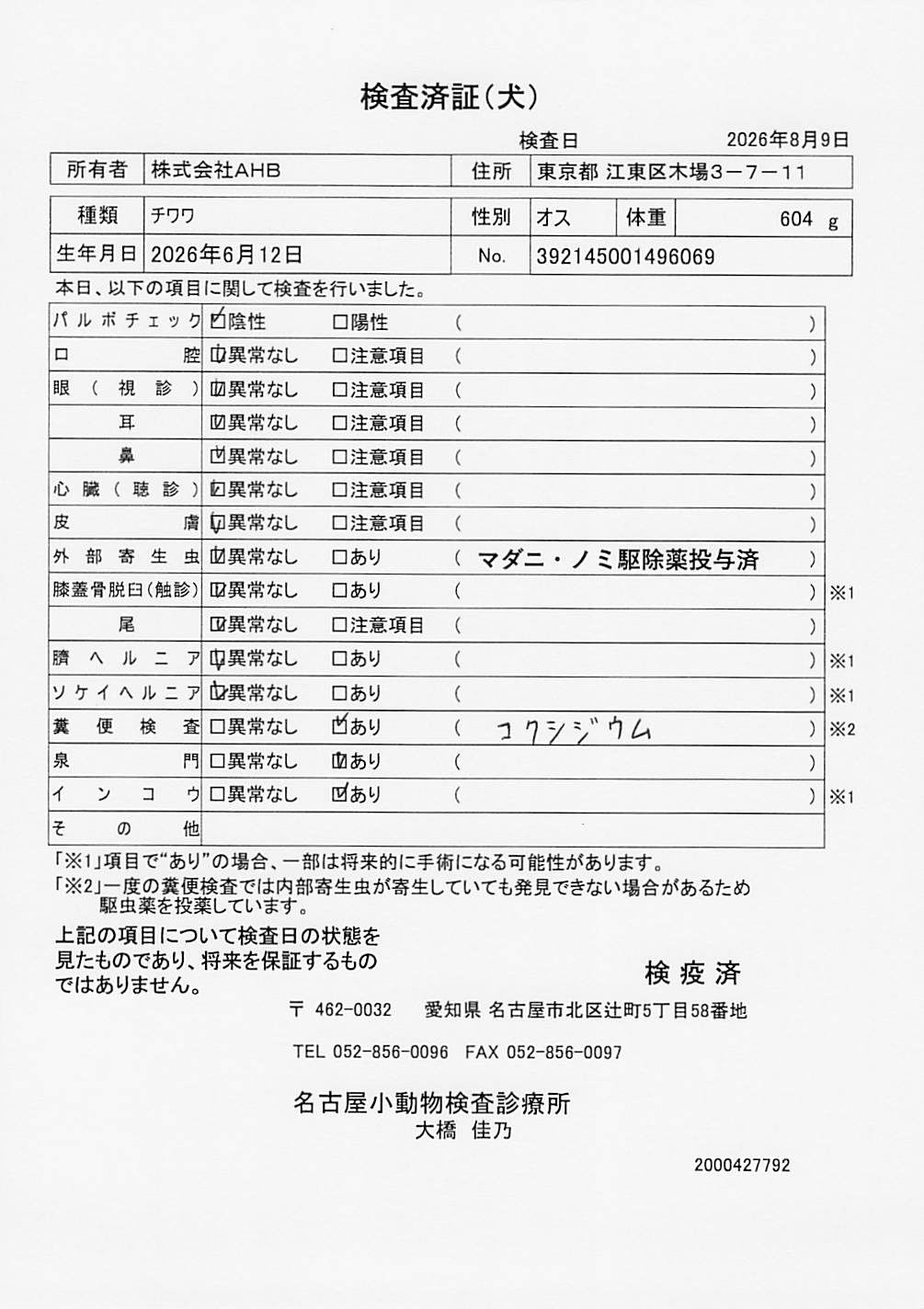 チワワ