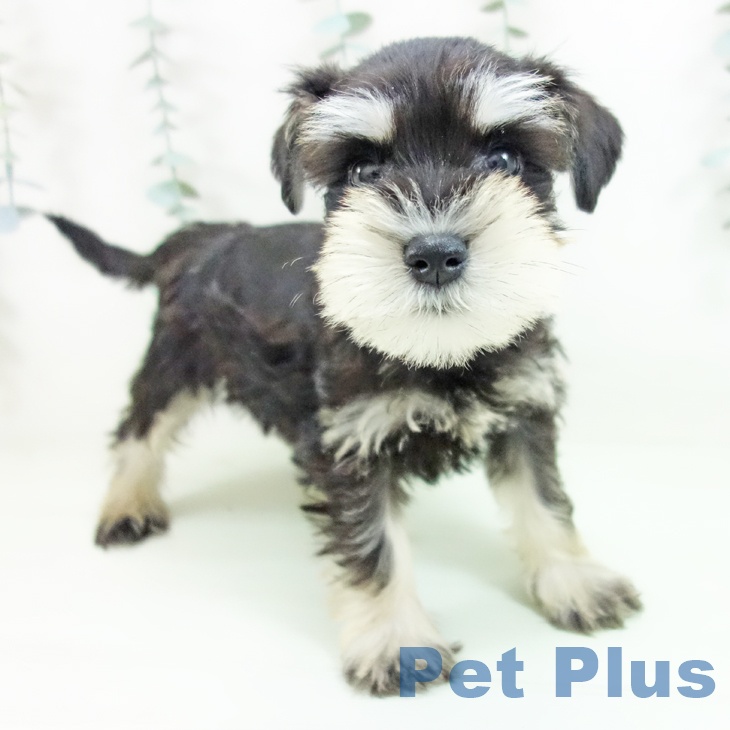 ミニチュア・シュナウザー