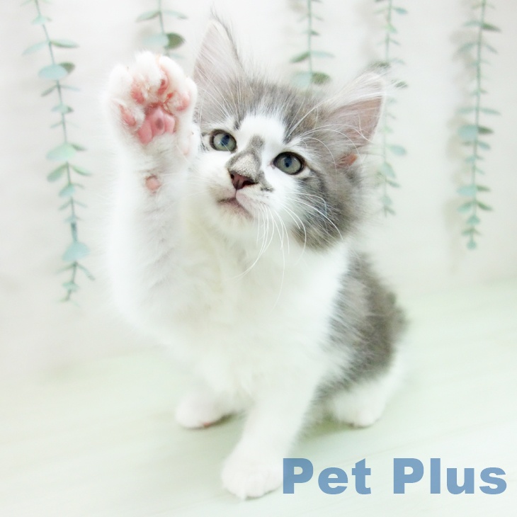 ノルウェージャンフォレストキャットの写真2
