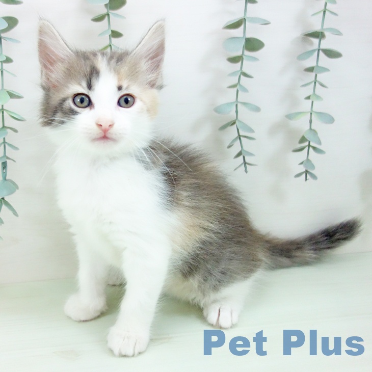 ノルウェージャンフォレストキャットの写真2