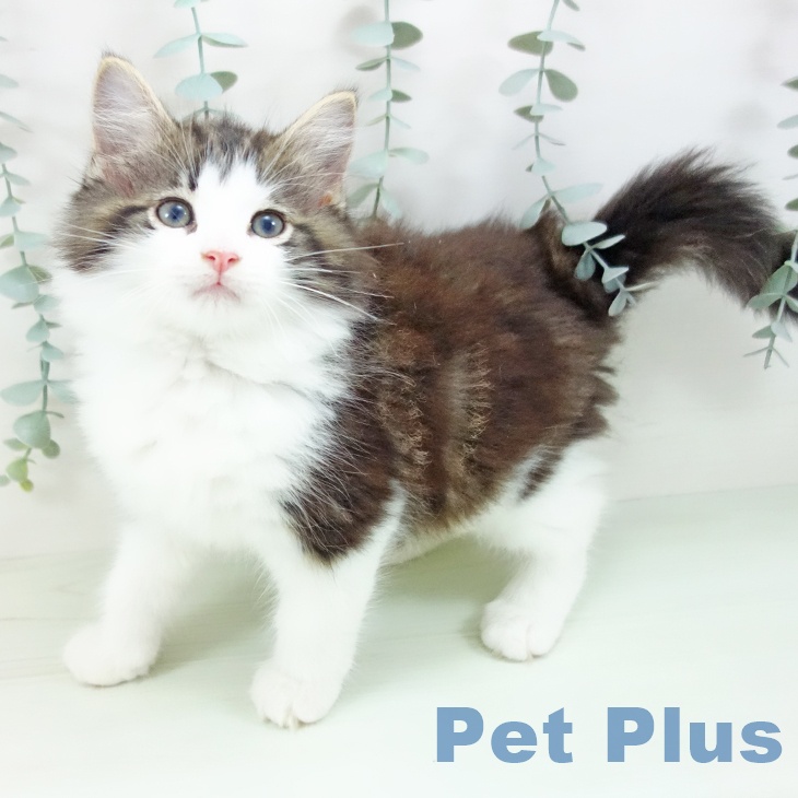 ノルウェージャンフォレストキャットの写真2