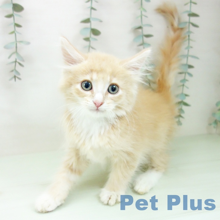 ノルウェージャンフォレストキャット