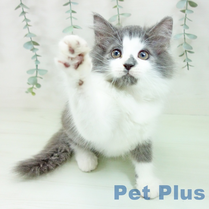 ノルウェージャンフォレストキャットの写真2