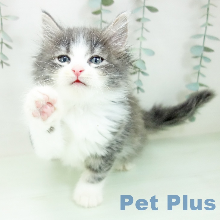 ノルウェージャンフォレストキャットの写真2