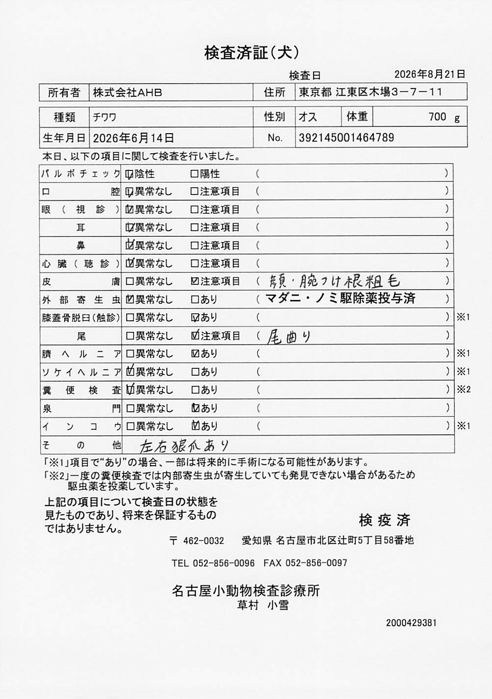 チワワ