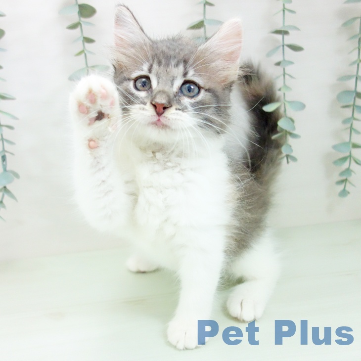 ノルウェージャンフォレストキャットの写真2