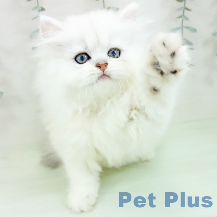 ペルシャの写真2