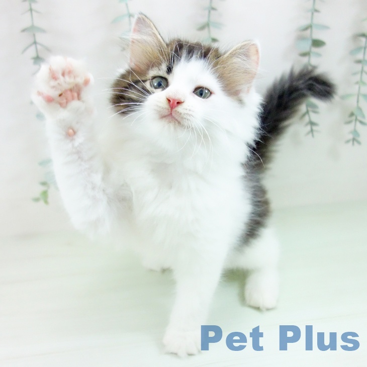 ノルウェージャンフォレストキャットの写真2