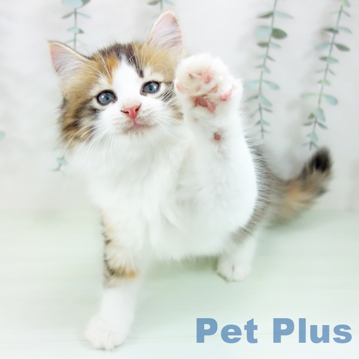 ノルウェージャンフォレストキャットの写真2
