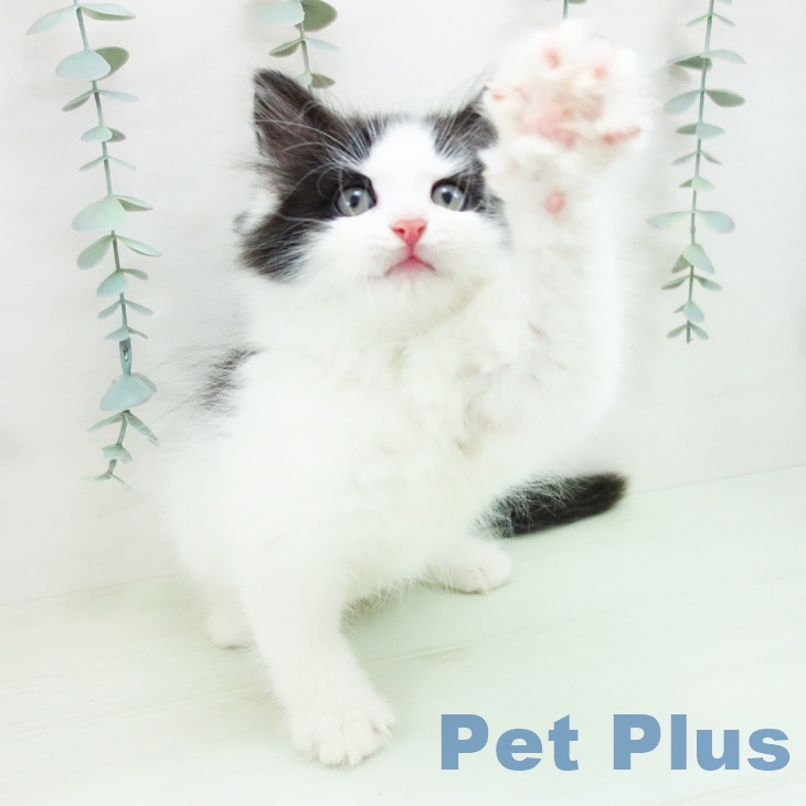 ノルウェージャンフォレストキャット