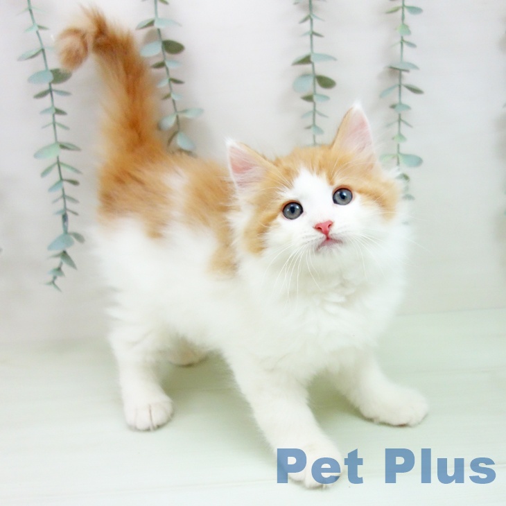 ノルウェージャンフォレストキャット