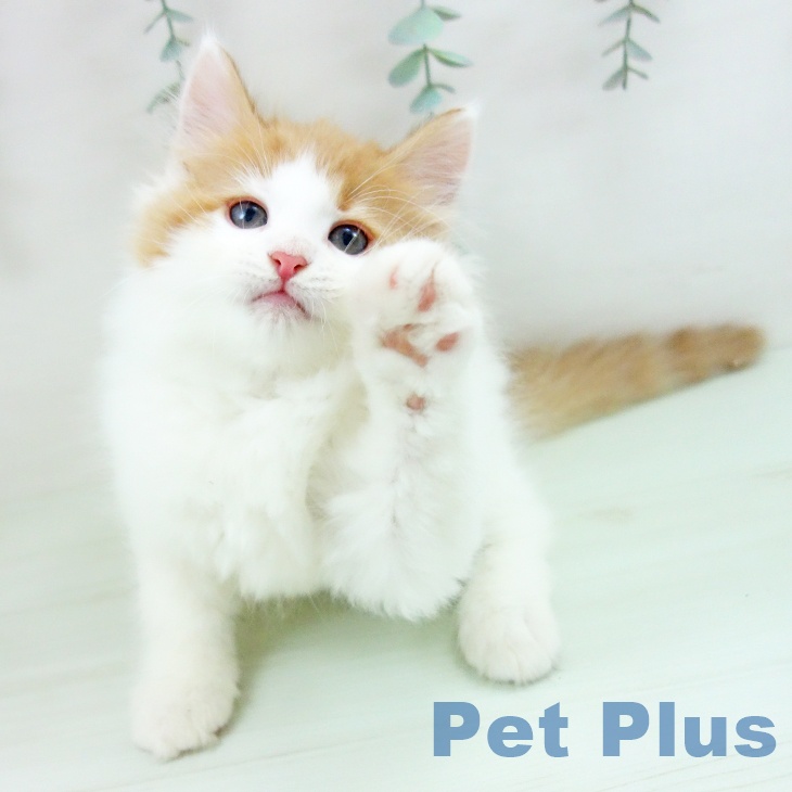 ノルウェージャンフォレストキャットの写真2