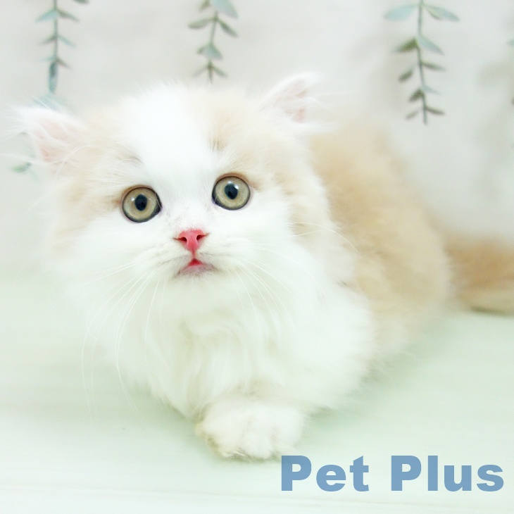 ミヌエットの写真2