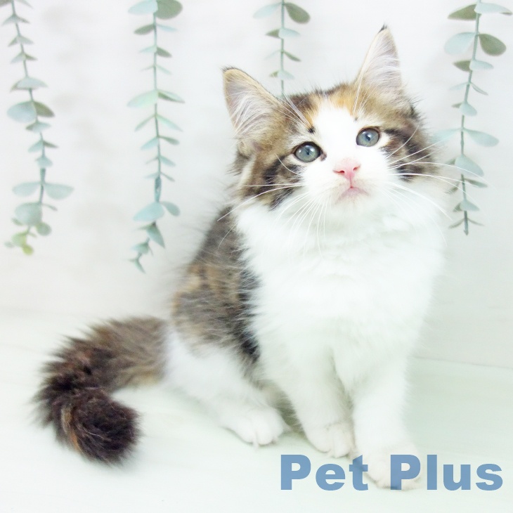 ノルウェージャンフォレストキャットの写真2