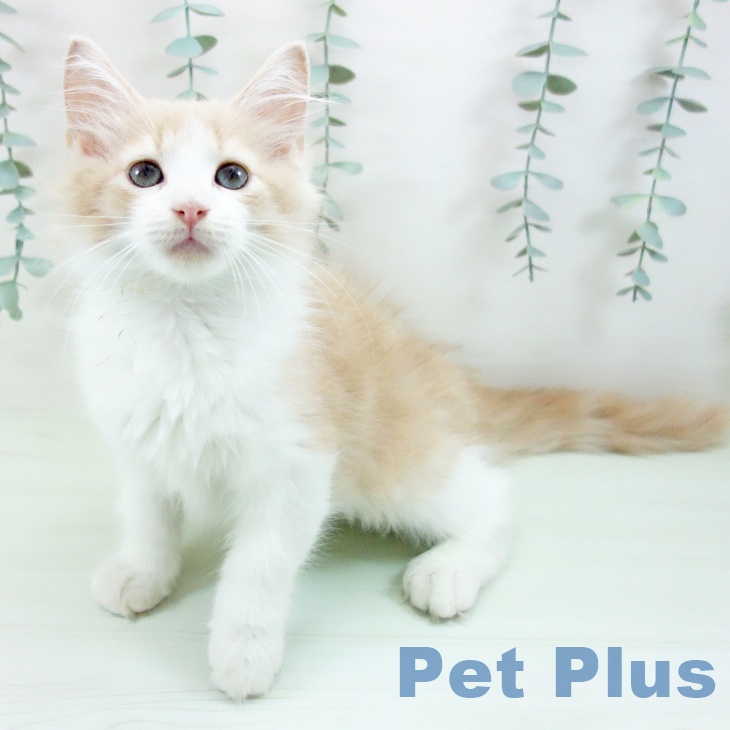 ノルウェージャンフォレストキャット